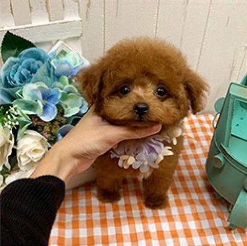 トイプードルティーカップ〜タイニーSSS