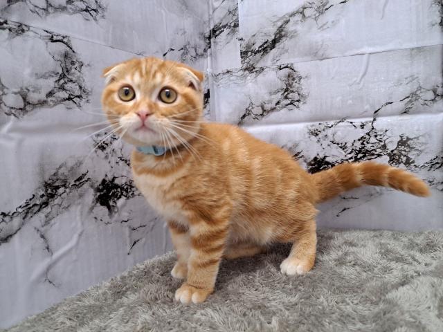 スコティッシュフォールド