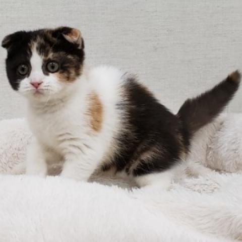スコティッシュフォールド
