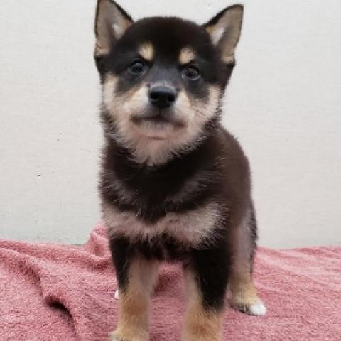 柴犬
