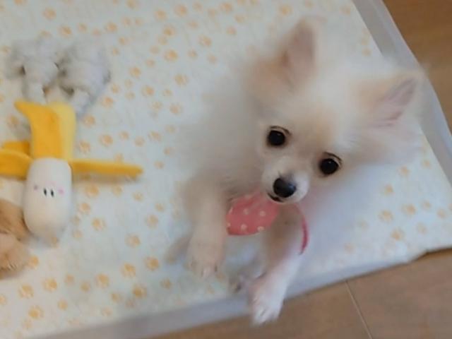 ポメラニアン