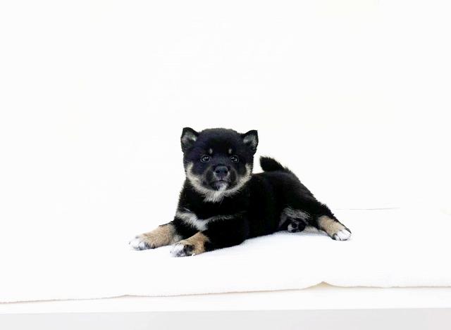豆柴犬