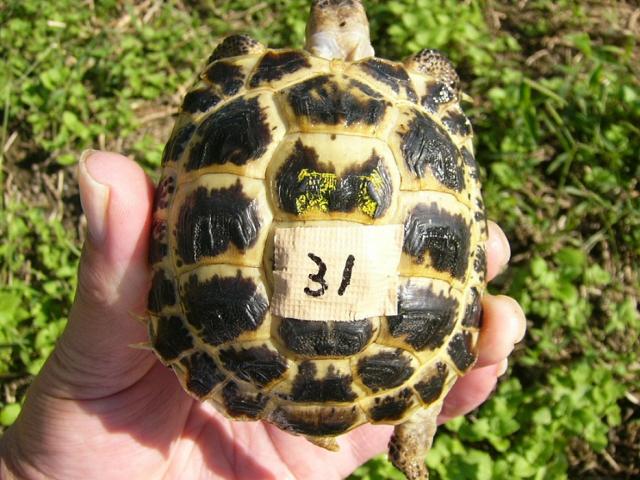 キボシイシガメ Ks 5 子犬や子猫たちのペット販売情報が満載 ペットステーション