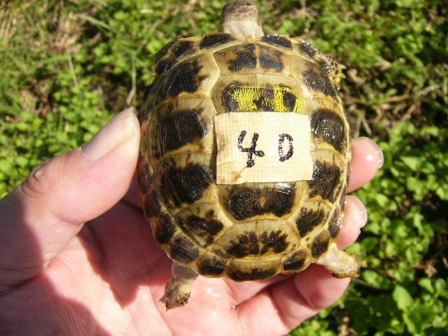 キボシイシガメ Ks 5 子犬や子猫たちのペット販売情報が満載 ペットステーション