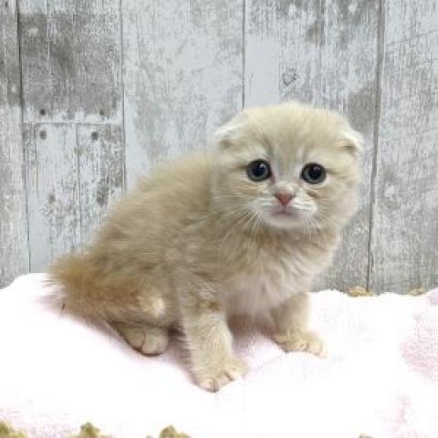 スコティッシュフォールド