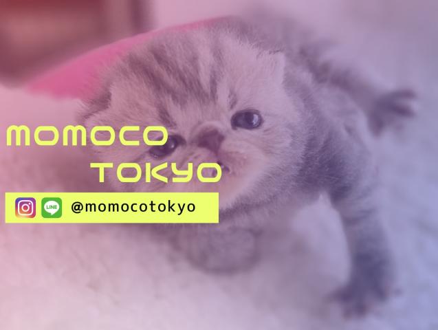 MOMOCO TOKYO