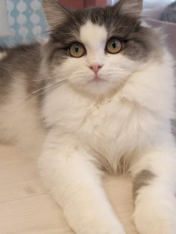 ミヌエット(旧ナポレオン)