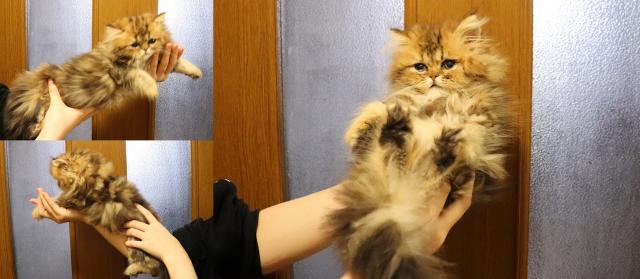 ペルシャ・ヒマラヤン