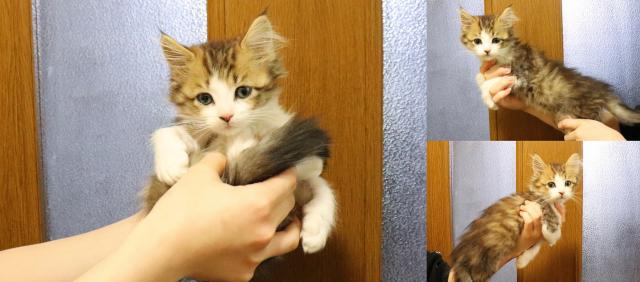 ノルウェージャンフォレストキャット