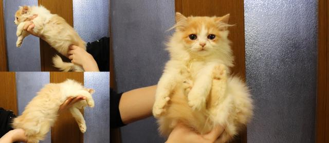 スコティッシュフォールド