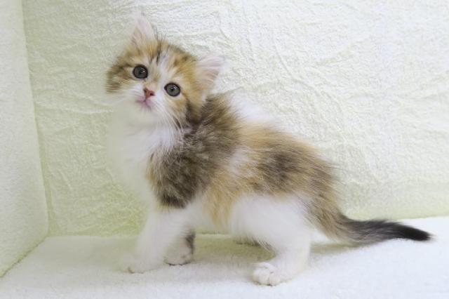 かねだい海老名店 神奈川県 子犬や子猫たちのペット販売情報が満載 ペットステーション