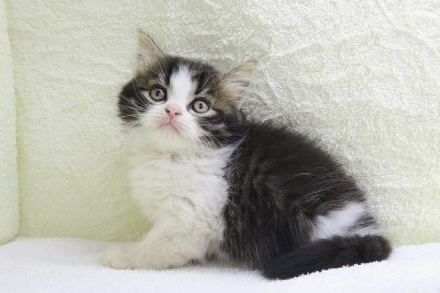 かねだい海老名店 神奈川県 子犬や子猫たちのペット販売情報が満載 ペットステーション