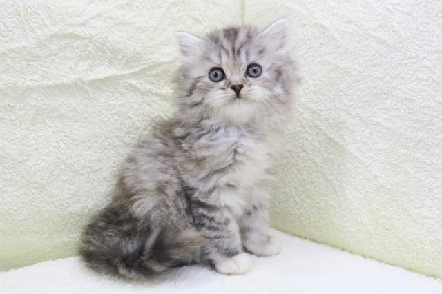 かねだい海老名店 神奈川県 子犬や子猫たちのペット販売情報が満載 ペットステーション