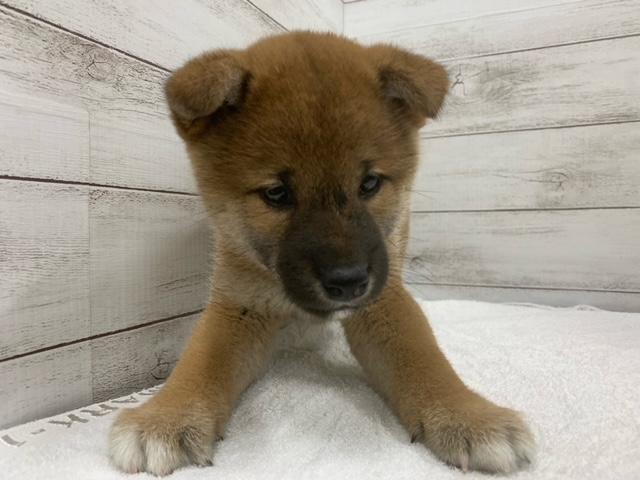 柴犬