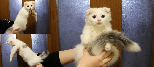 スコティッシュフォールド