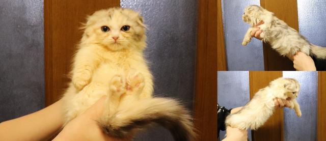 スコティッシュフォールド