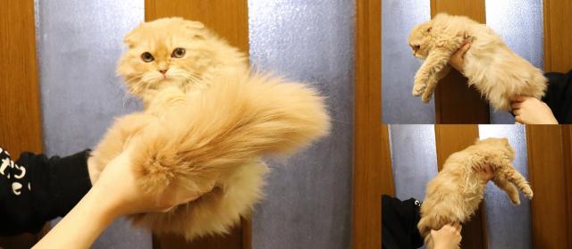 スコティッシュフォールド