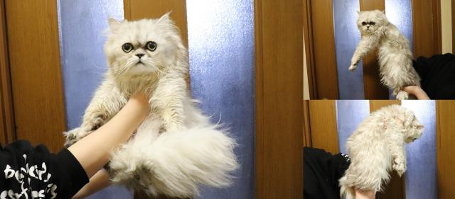 ペルシャ・ヒマラヤン