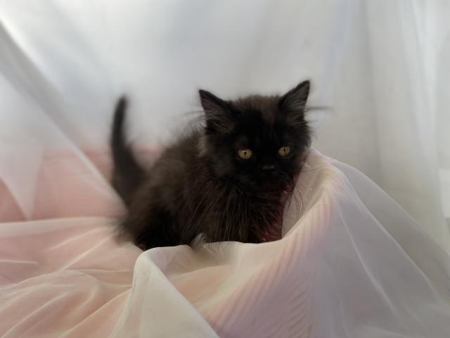 ミヌエット(旧ナポレオン)