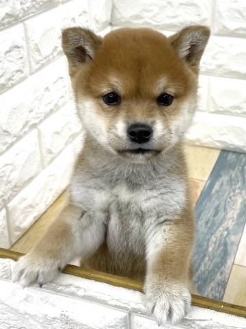 豆柴犬