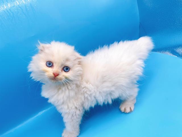スコティッシュフォールド