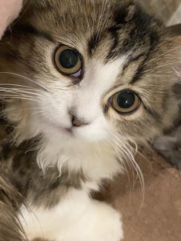 ミヌエット（旧ナポレオン）