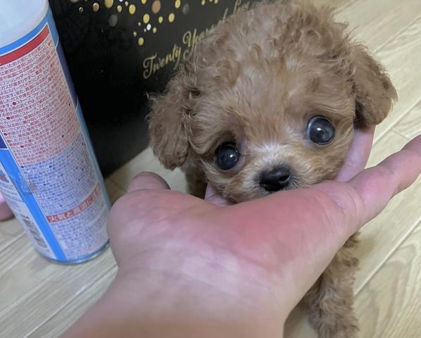 トイプードル❤️めちゃくちゃ可愛い❤️ティーカッププードルの