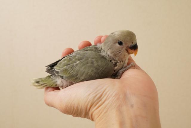 コザクラインコ モーブ系 - 子犬や子猫たちのペット販売情報が コザクラインコ モーブ系 - 子犬や子猫たちのペット販売情報が