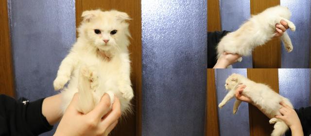 スコティッシュフォールド