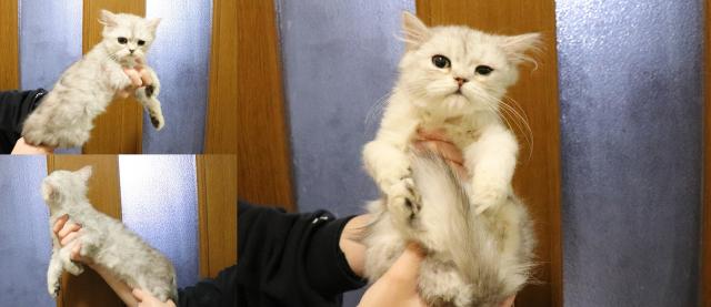 ミヌエット(旧ナポレオン)長足