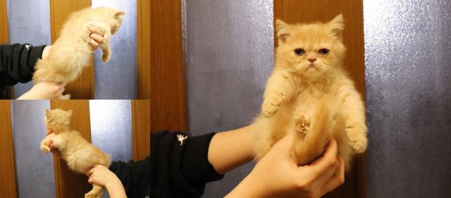 エキゾチックショートヘアー