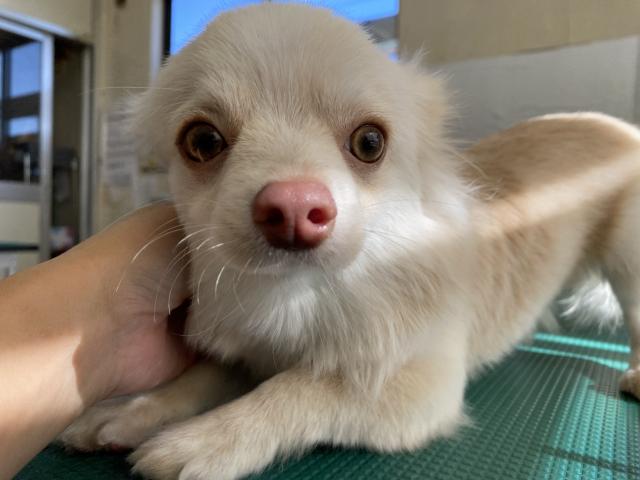 チワワ（ロングコート）