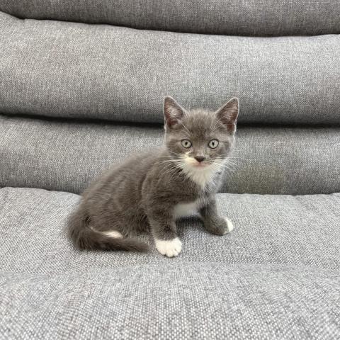 アメリカンショートヘアー