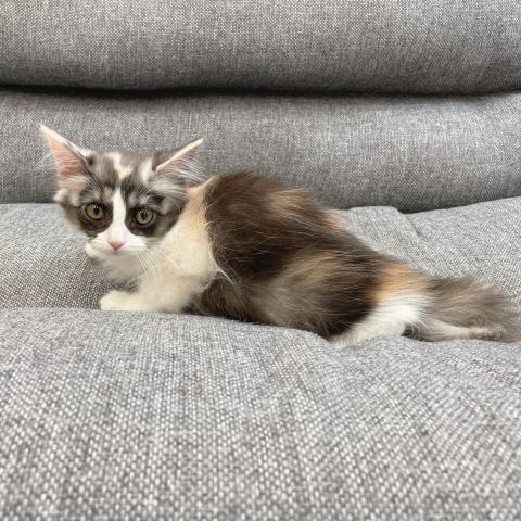 スコティッシュフォールド