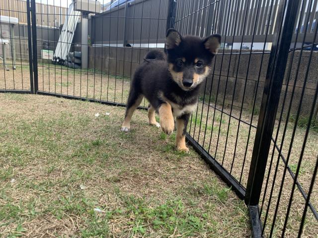 柴犬