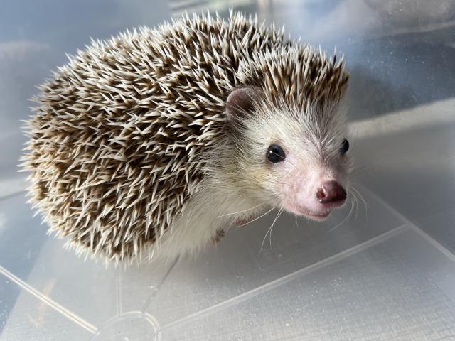 ハリネズミ スタンダード