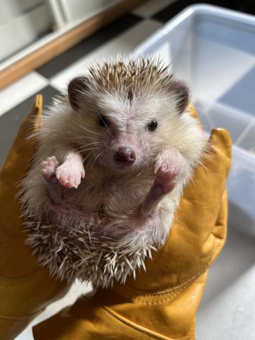 ハリネズミ スタンダード