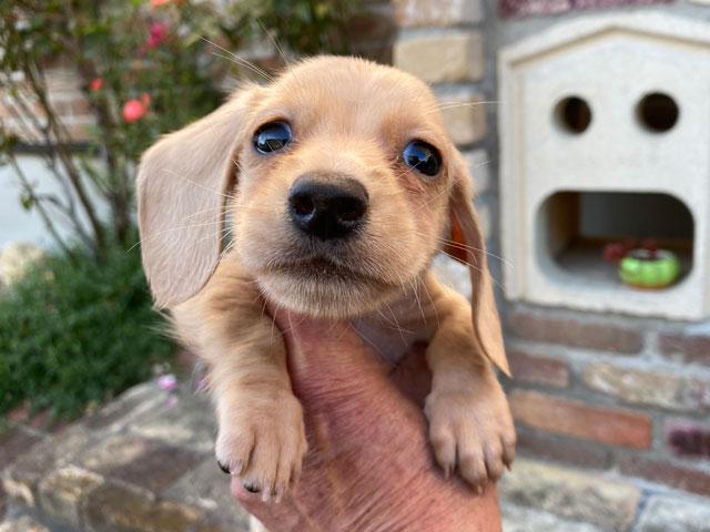 ミニチュアダックスフンド