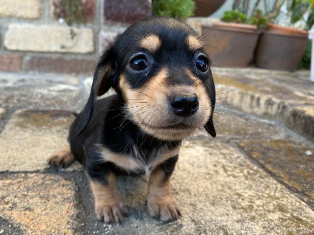 ミニチュアダックスフンド