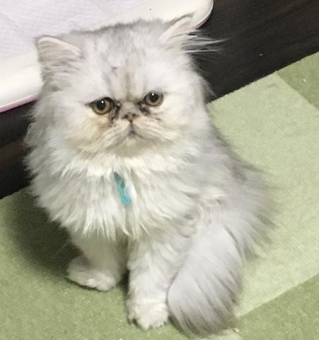 ペルシャ・ヒマラヤン