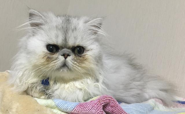 ペルシャ・ヒマラヤン