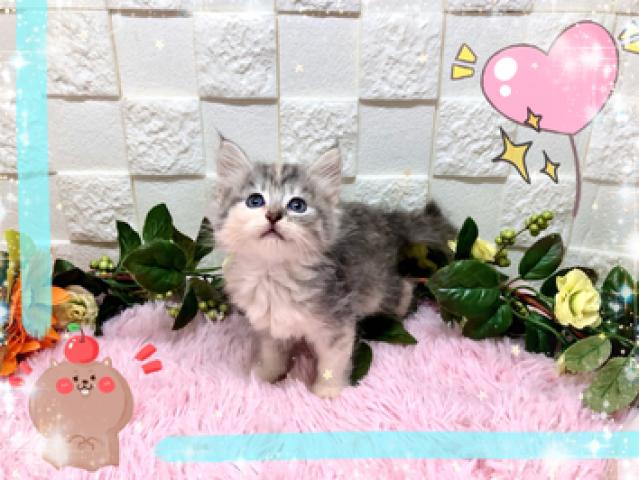 サイベリアン