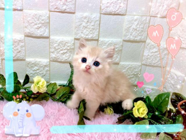 サイベリアン