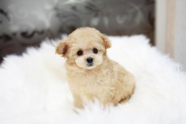 ロイヤルリムジン 岐阜県 子犬や子猫たちのペット販売情報が満載 ペットステーション