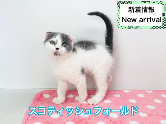 スコティッシュフォールド