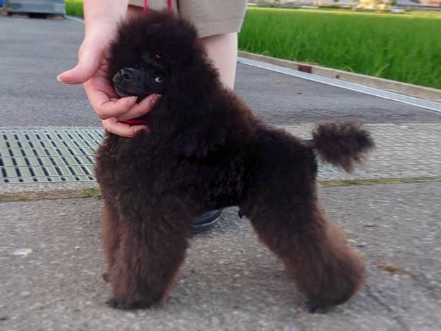 Twinkle Fairy Dion（大阪府） - 子犬や子猫たちのペット販売