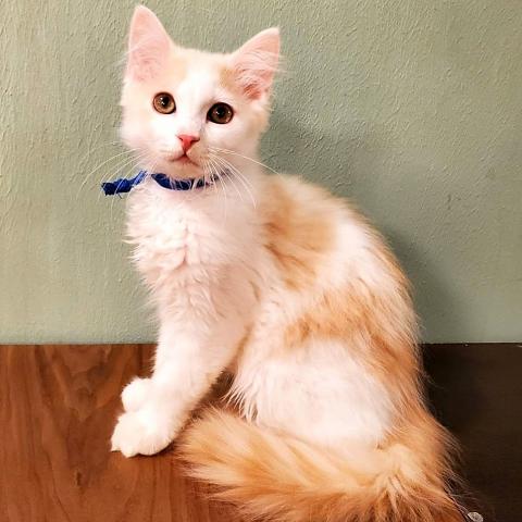 猫カフェ 猫日和 栃木県 子犬や子猫たちのペット販売情報が満載 ペットステーション 猫カフェ 猫日和 栃木県 子犬や子猫たちのペット販売情報が満載 ペットステーション