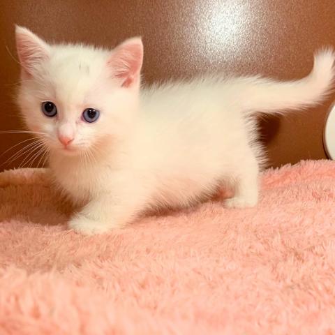 猫カフェ 猫日和 栃木県 子犬や子猫たちのペット販売情報が満載 ペットステーション 猫カフェ 猫日和 栃木県 子犬や子猫たちのペット販売情報が満載 ペットステーション