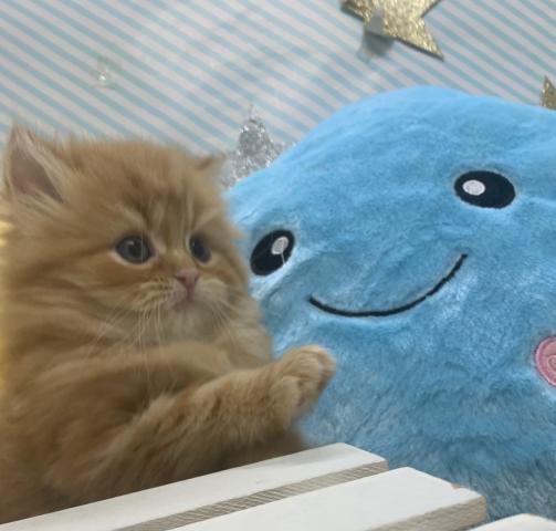 スコティッシュフォールド