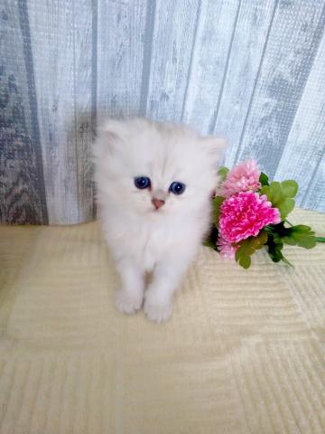 ペルシャ・ヒマラヤン